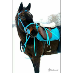 GREAT KIND Horse Thoughts!