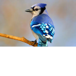 #THE BIRD SQUAD