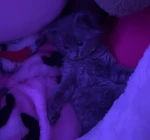 kitty cafe’ Group Thumbnail