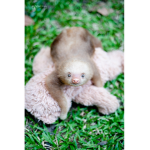 Sloth fan group YAY