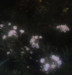 novacane-