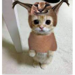 El GATOO!!!!!!