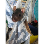 Space rats!!!!!!!