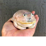 Sir froggy's Group
