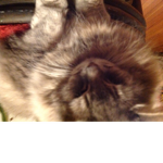Chubby cat fans