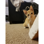 The Cat Clan Infinity