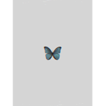Silent Butterfly’s