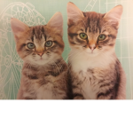 The Kitty-Kat fan Group
