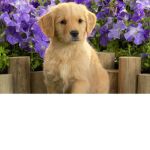 Puppies Need Care