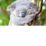 Friendly Koala's Group