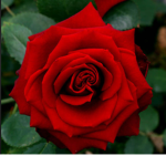 Daily Rose