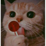 StayCatty