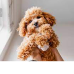 The puppy group 2022