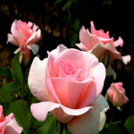 MiaLovesRoses Fan Group