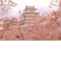 Item buyer Sakura