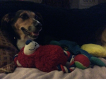PuppyAnd