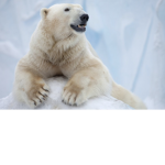 Bedwars Polar Bears