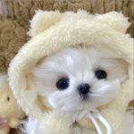 ୨୧ shayna