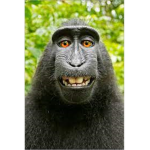 IN Monkey Gang