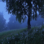 miaumi