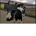 Cow for life