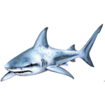 Shallow's Sharks