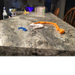Turtle snake and gecko hang out