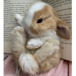 .BunniesMotel