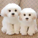 cuteeee puppy