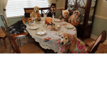 Dogs united forever !!!!