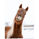 Holy Horse
