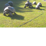 Tortoise’s Army