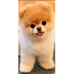 Love Foxxes for Robux