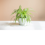 Plant Club!