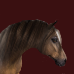 Coastal Ridge Academy Stables
