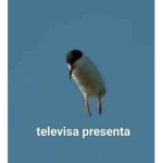Los cuatro primos