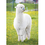The cutie llama squad
