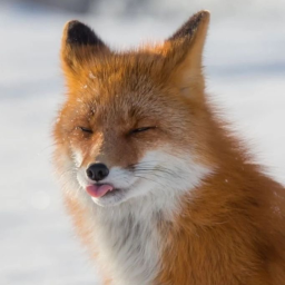🦊🍁