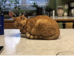This is one of my cats