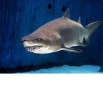 Addicted To Sharks