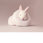 Bunny squad members
