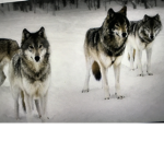 Half Wolf Pack Academy