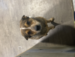 Roblox let's go