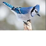 beautiful birds