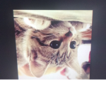Cat like cats