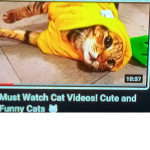 Cats are extremely cute