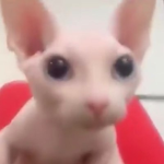 i meme games