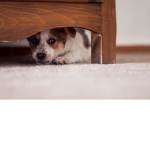 People with social anxiety :/