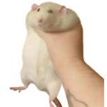 THE RAT UNI0N