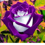 ~The Rose Pups~
